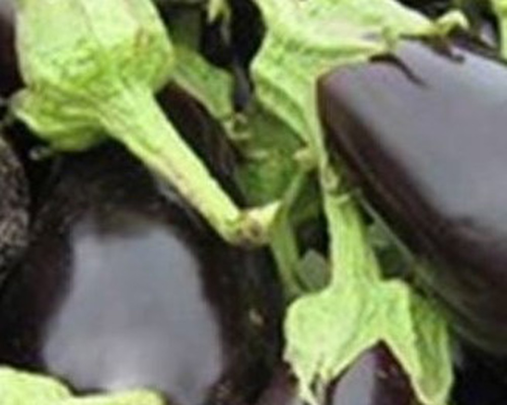 Aubergine