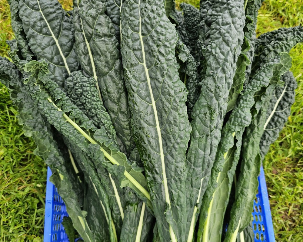 Cavolo Nero Kale