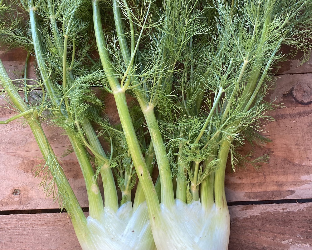 Fennel