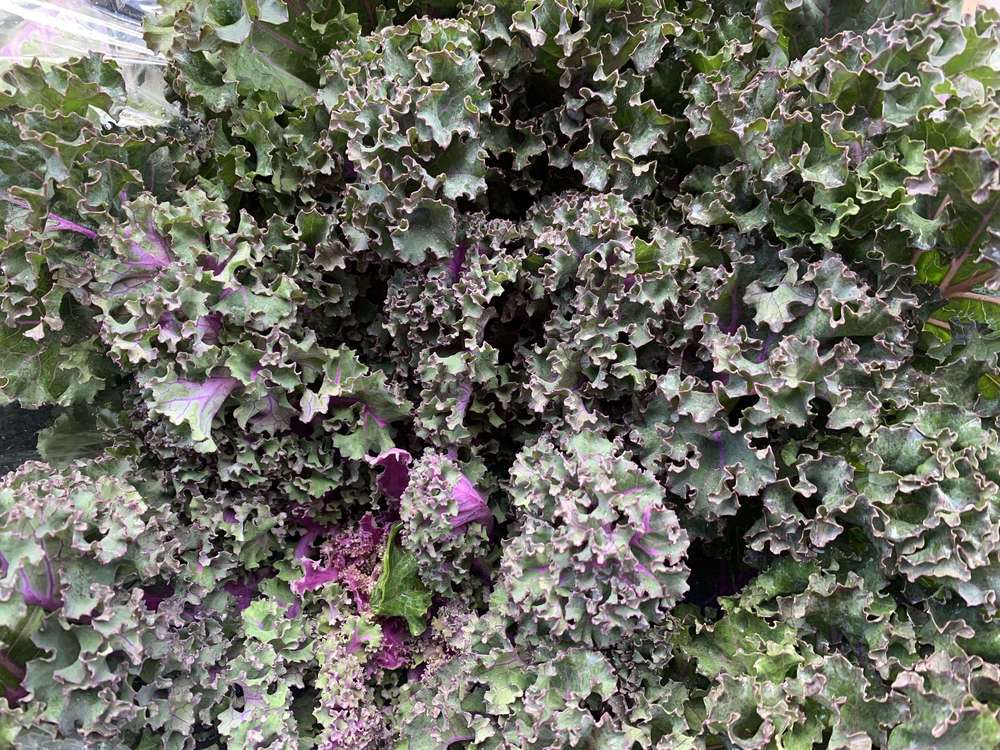 Kale - British Organic Green & Pink