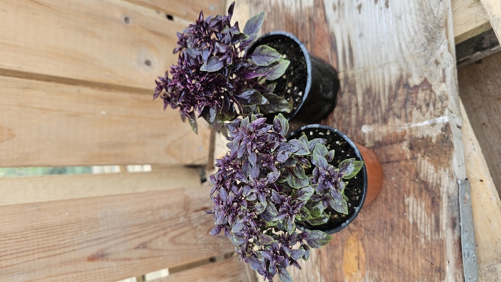 ( Potted x1) Basil - Purple Ball- small (Own Grown)