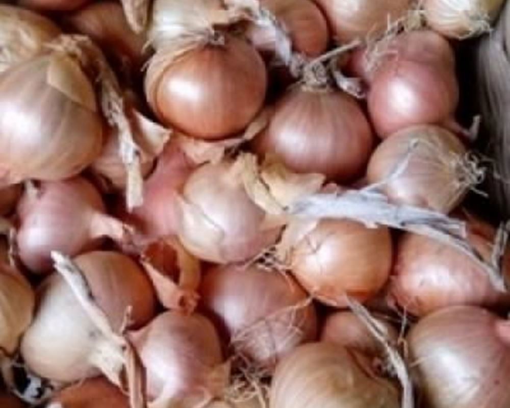 Shallots - Organic