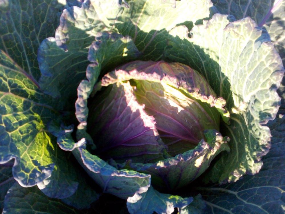 Cabbage - January King