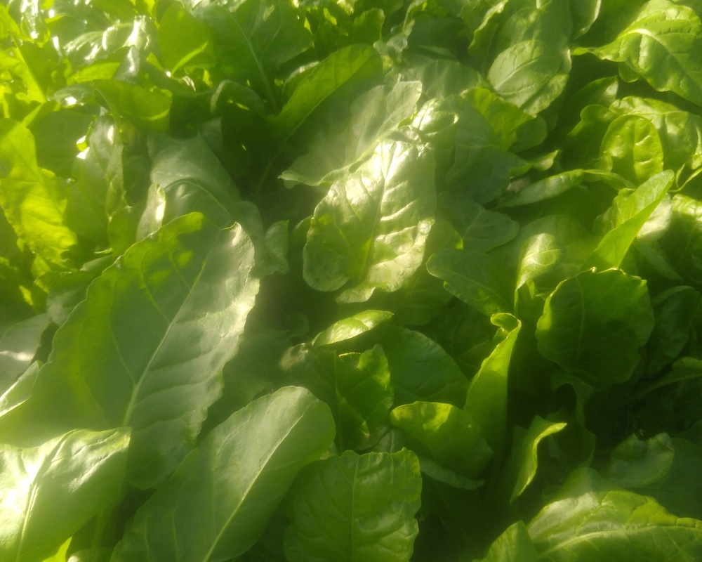 Perpetual Spinach