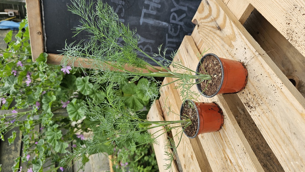( Potted x1) Dill - Tetra (Own Grown)