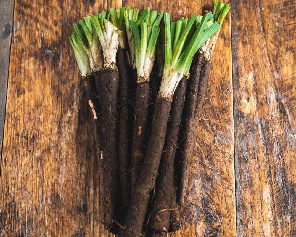 Salsify: Black