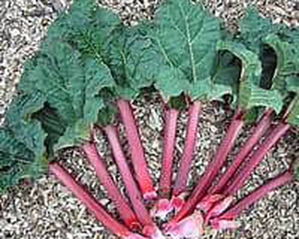 Rhubarb 🇬🇧