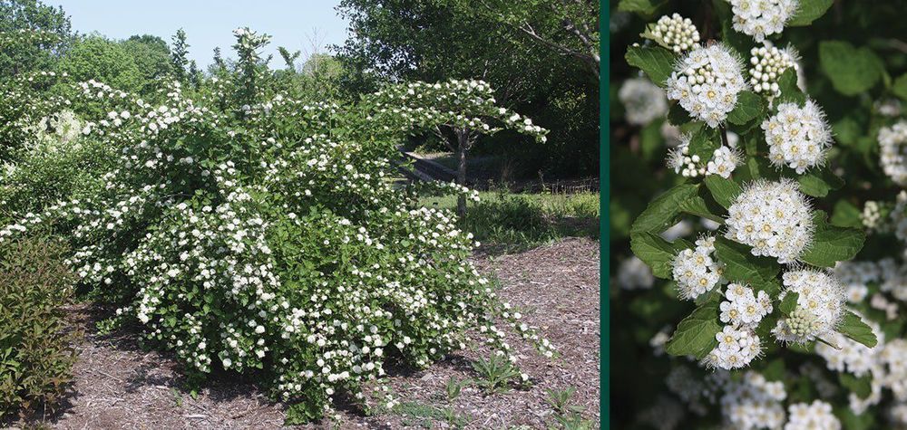 Ninebark