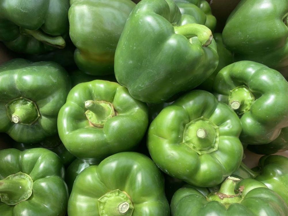 Pepper - Green (Spain)