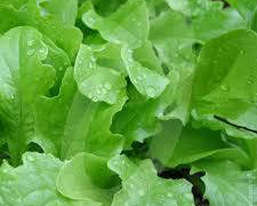 Salad leaf (bag)