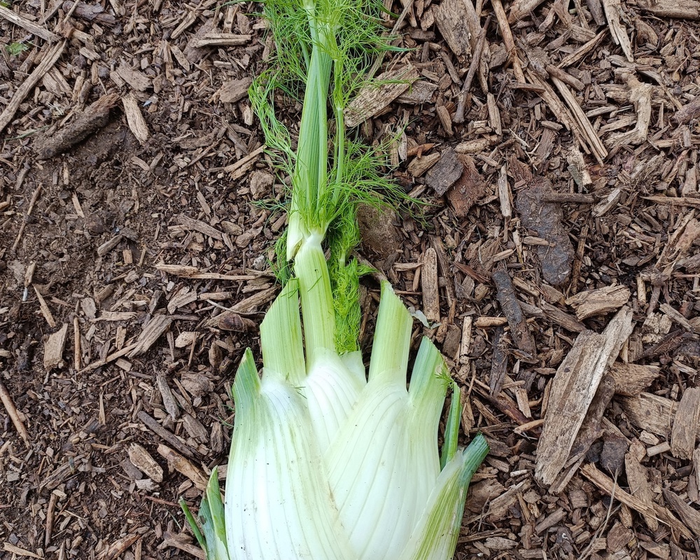 Fennel