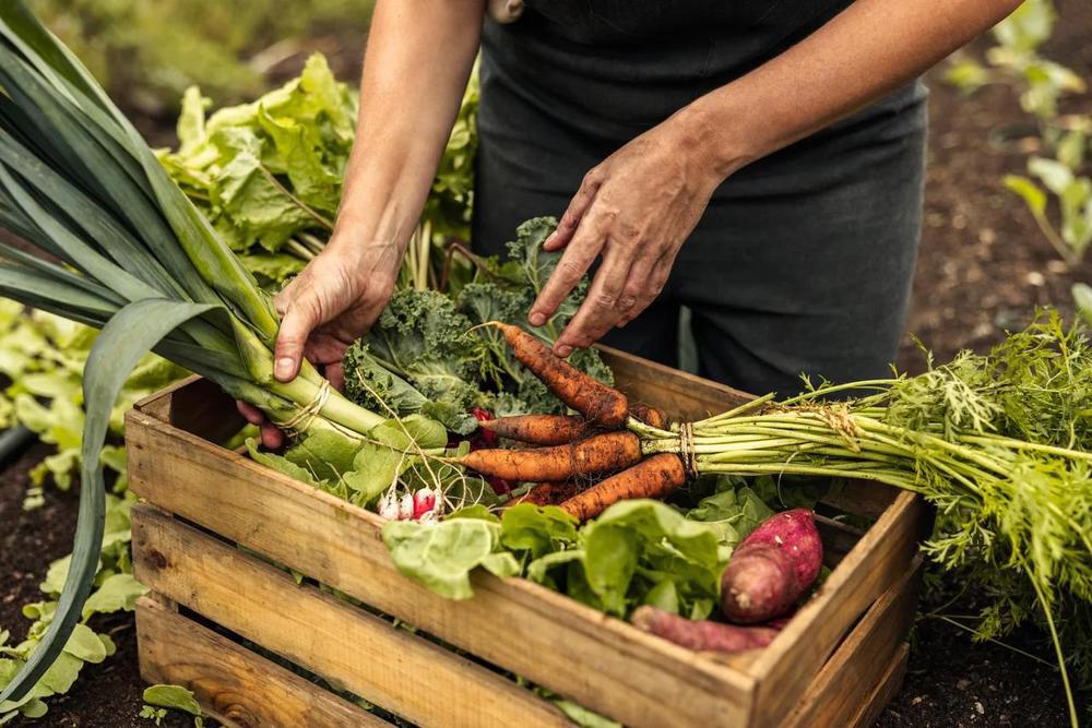 Large Veg Box