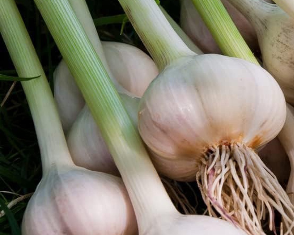 Fresh - Wet Garlic LC