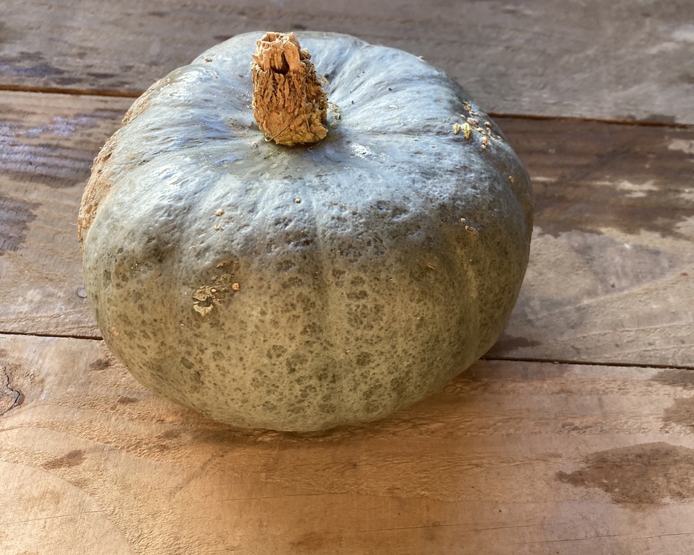 Winter squash