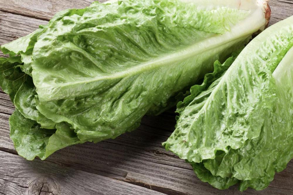 Lettuce Cos