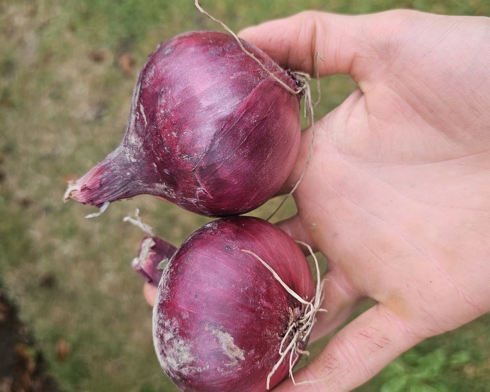 Onions Red