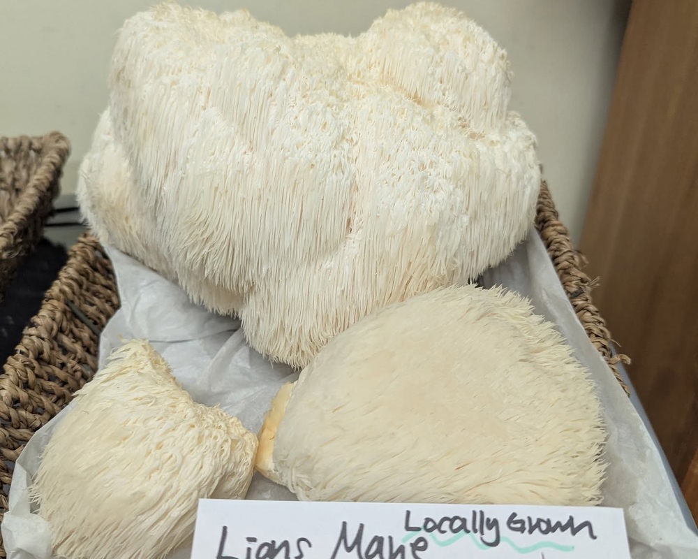 Lions Mane (fresh)
