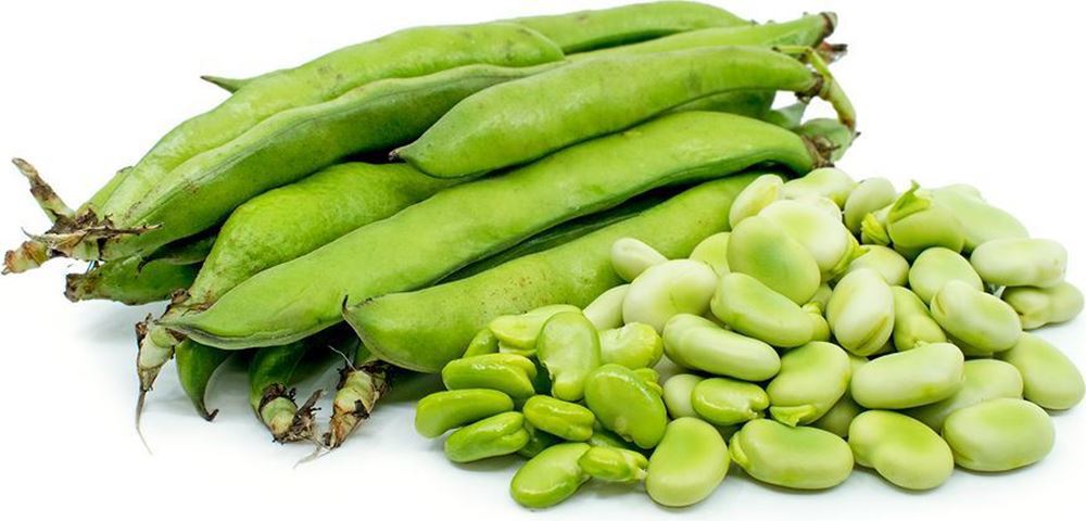 Broad Beans (Italy)