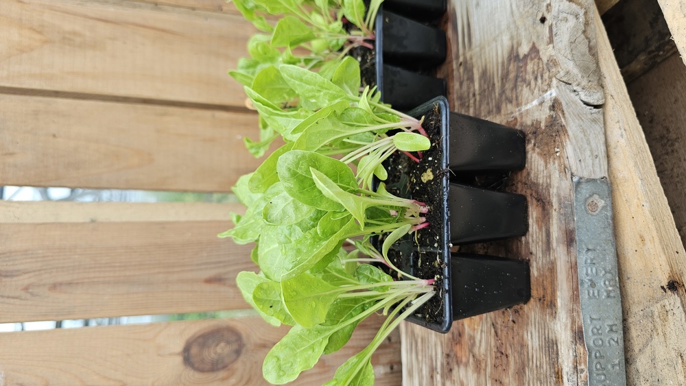 ( Plugs x6) Chard - Swiss (Own Grown)
