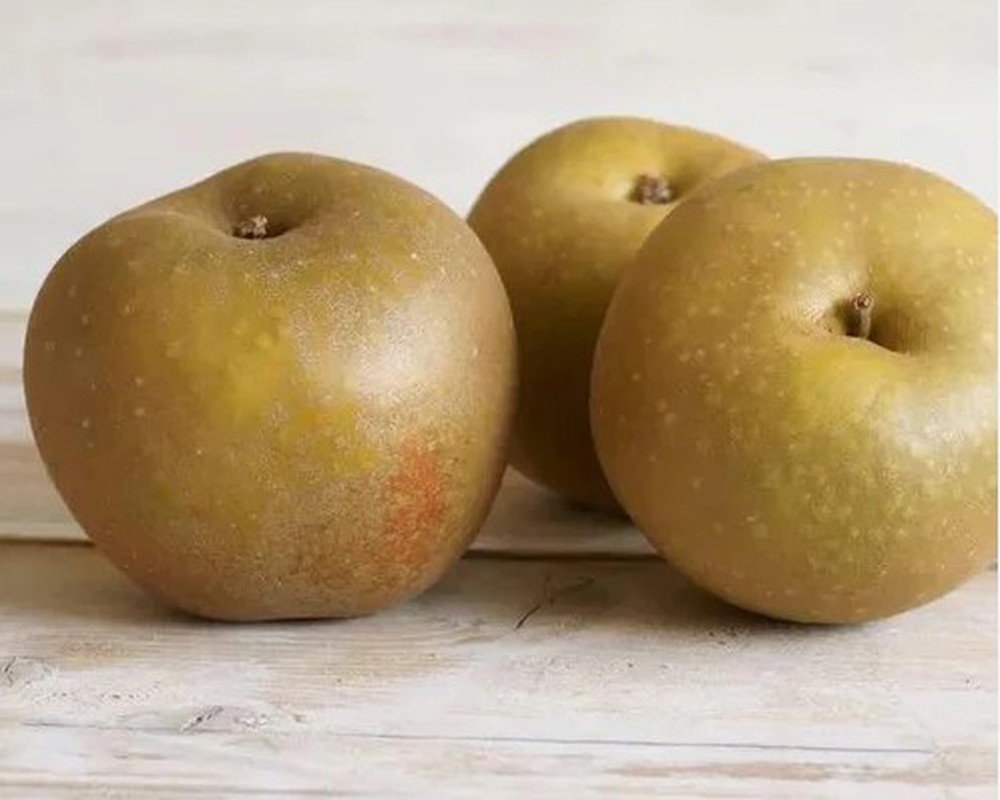 Apple - Russet