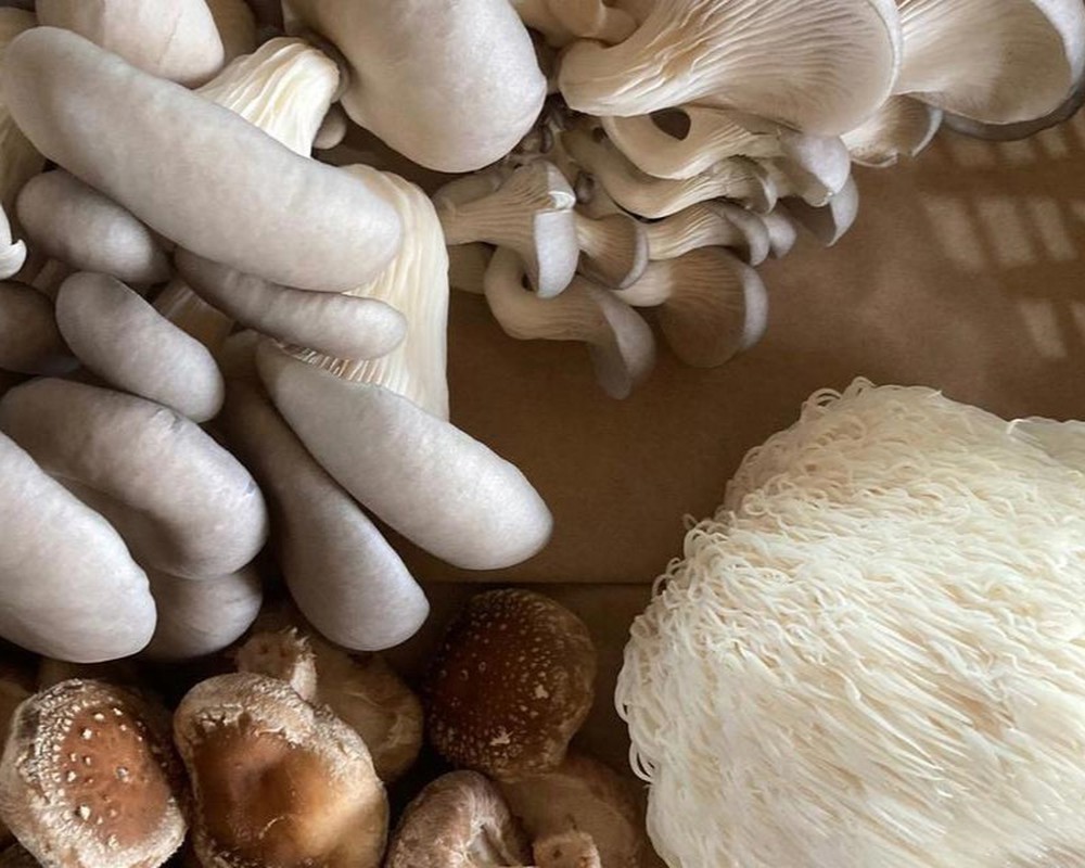 Mushroom punnet