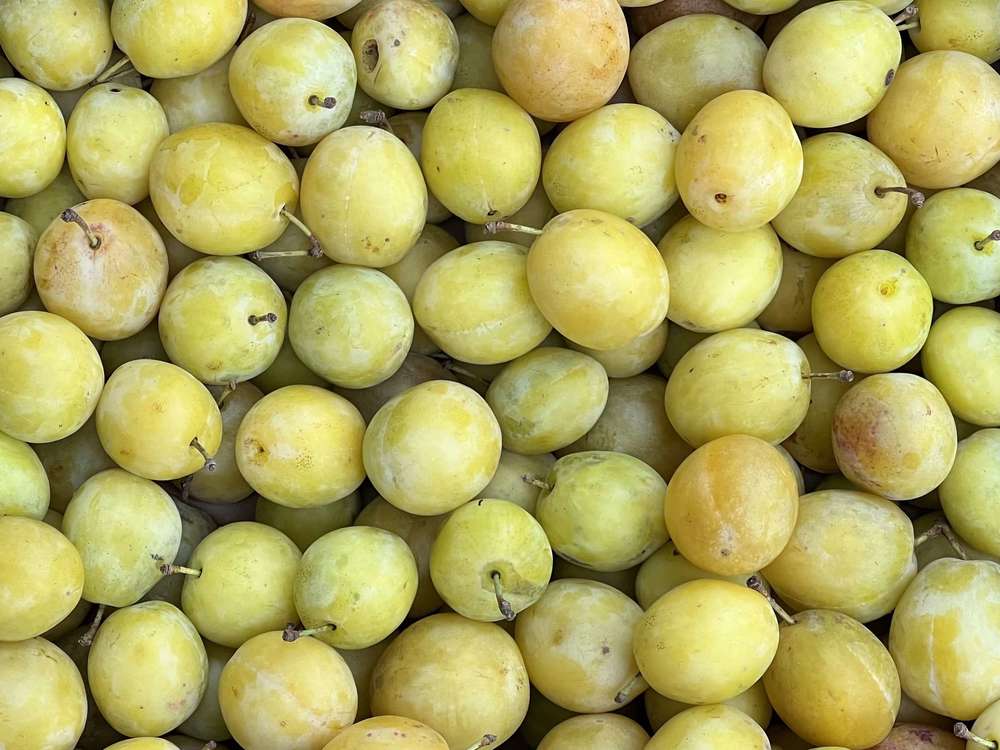 Plum - Warwickshire Droopers (Sussex, UK)