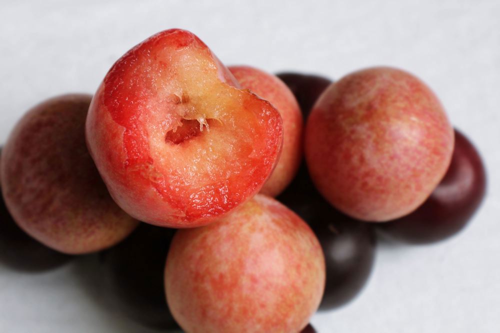 Plum - Seneca (Herefordshire, UK)