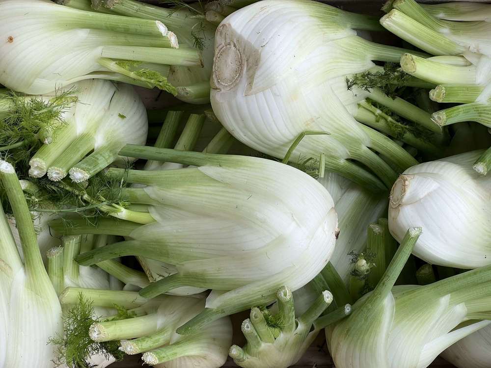 Fennel