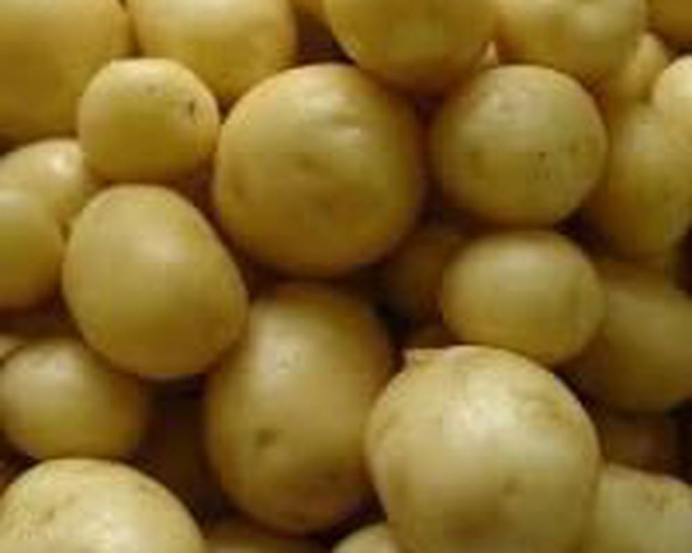 Potatoes - New (Tadcaster, UK)