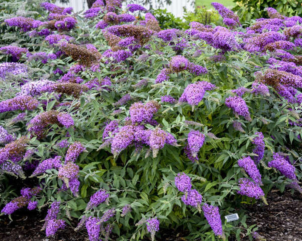 Butterfly Bush