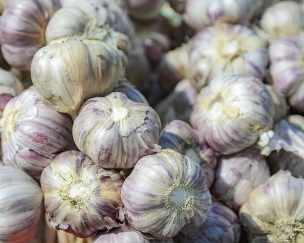 Garlic
