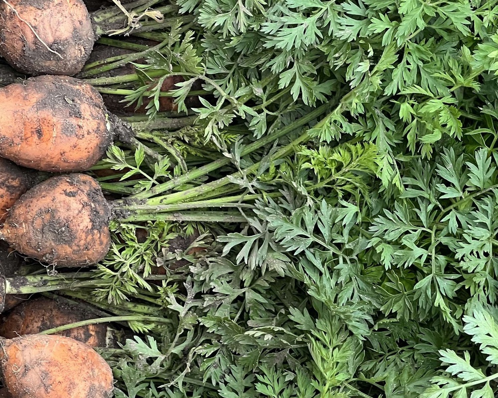 Carrots - Parisienne (Lancashire, UK)