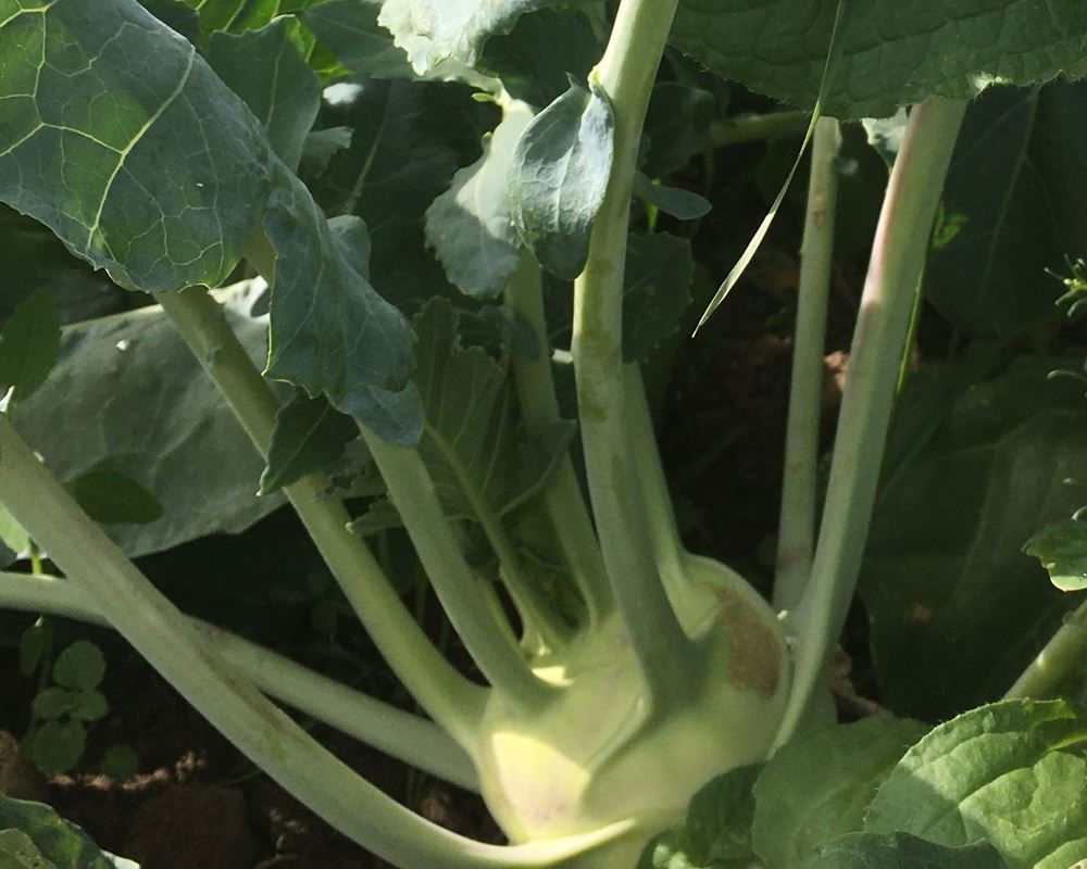 Kohl Rabi