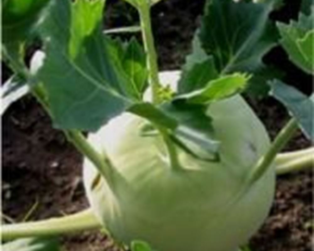 Kohlrabi (x1)