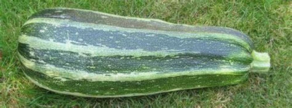 Marrow