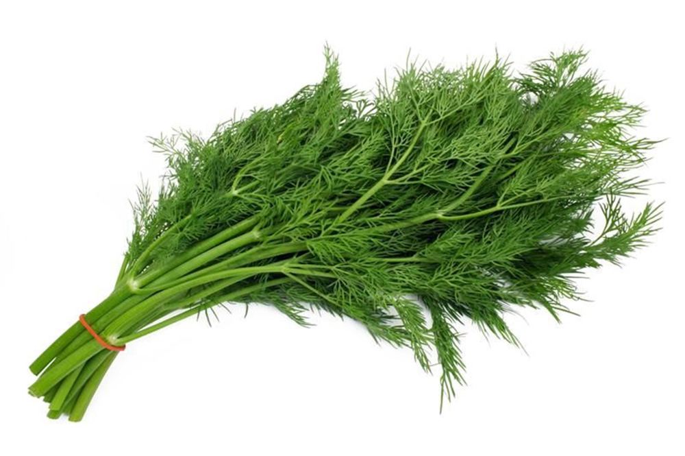 Herbs: Dill