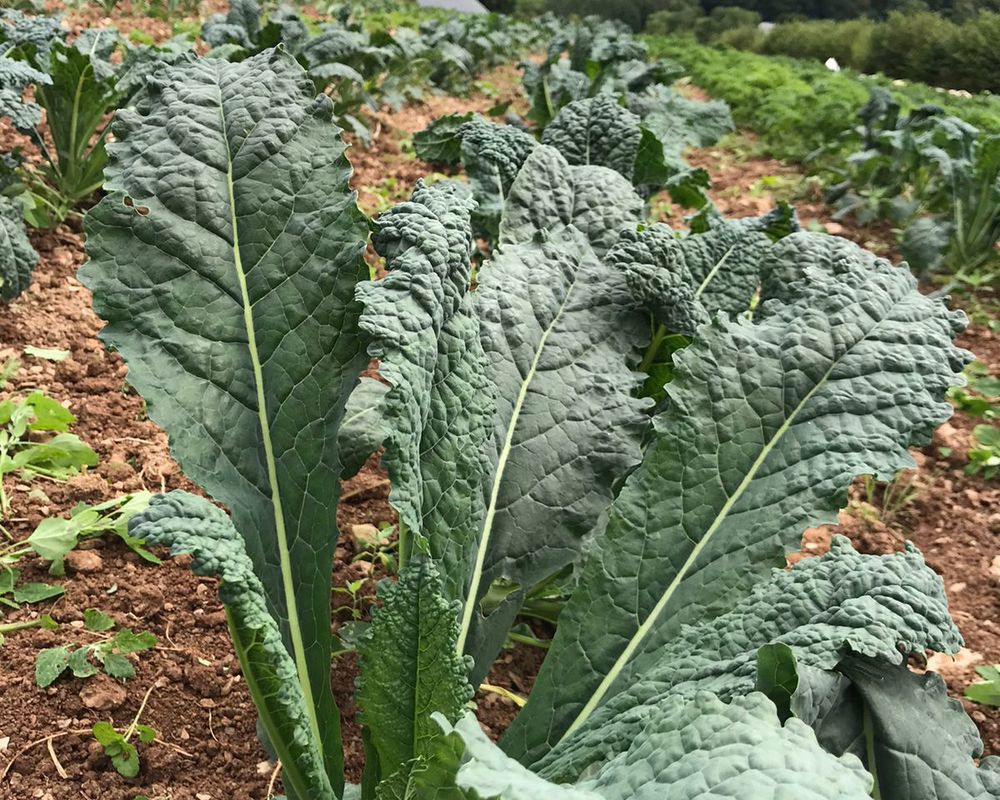 Kale - Cavolo Nero 200g