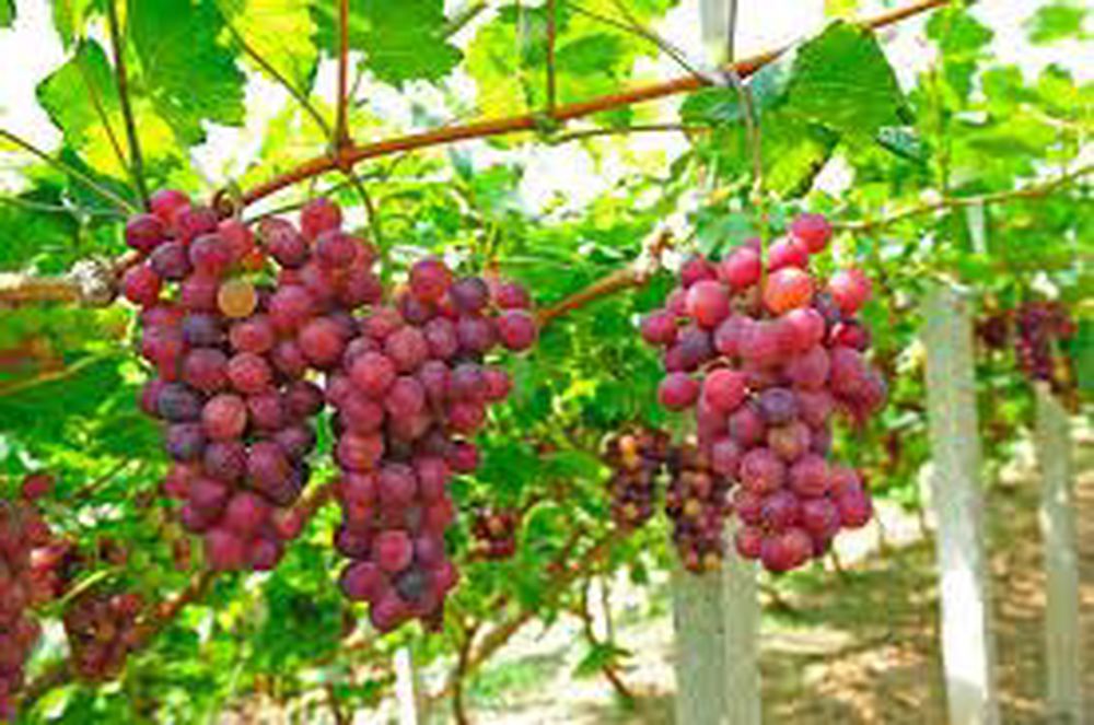 Grapes RED 250g (Spain)