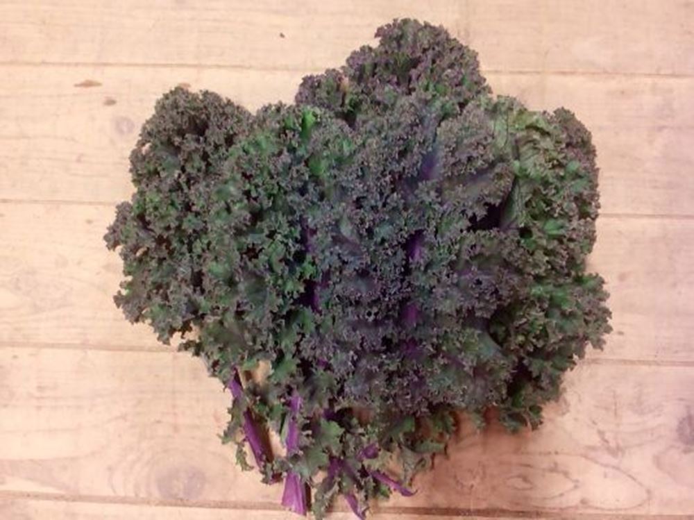 Kale- Red Curly