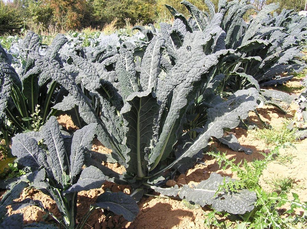 V.Kale - cavolo nero -approx 250g