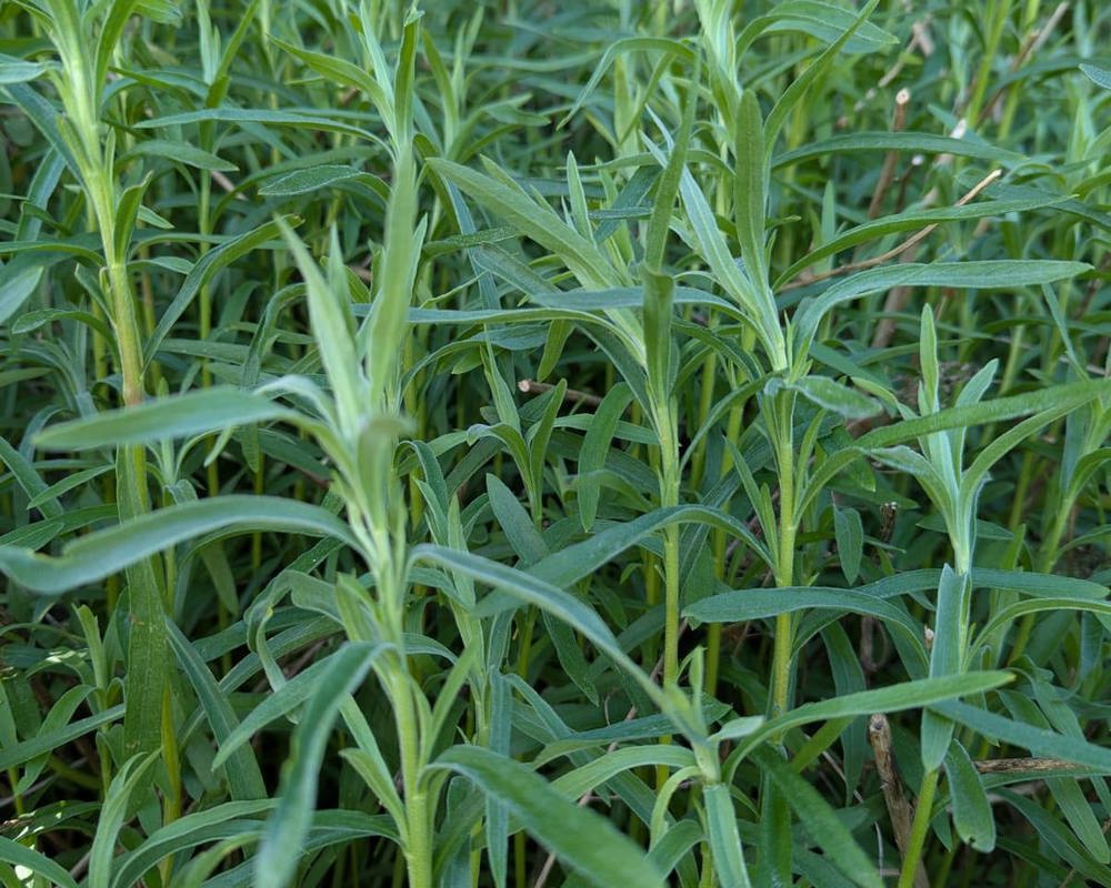 Tarragon 20g