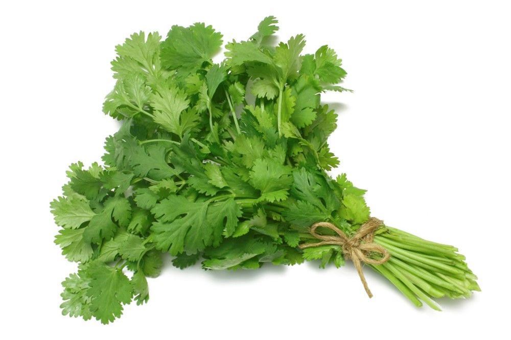 Herbs: Coriander