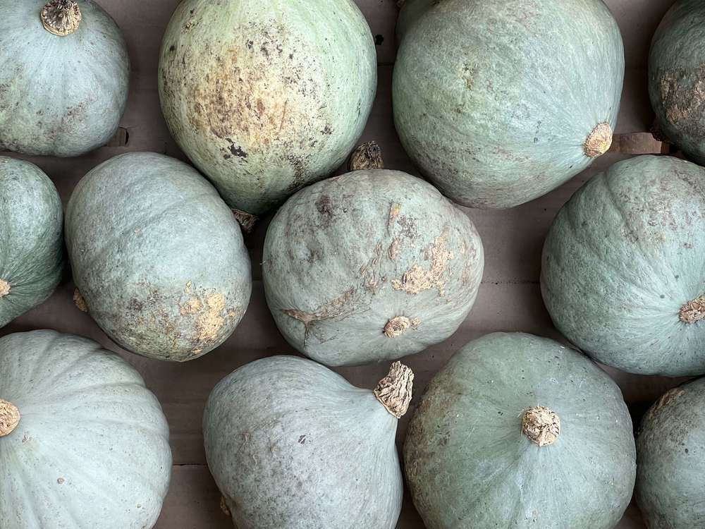 Squash - Blue Ballet (Lincolnshire, UK)