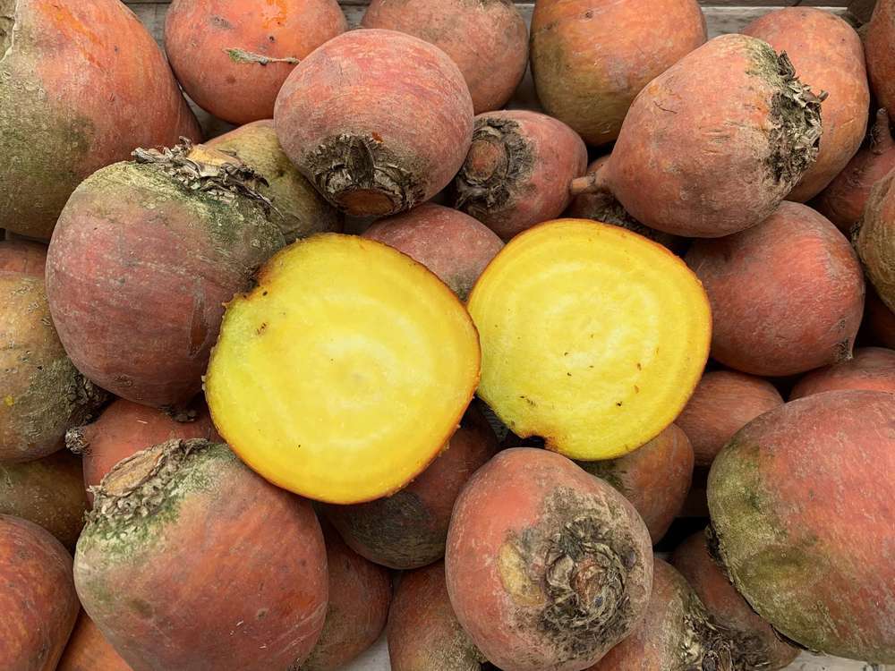 Organic Beetroot Golden