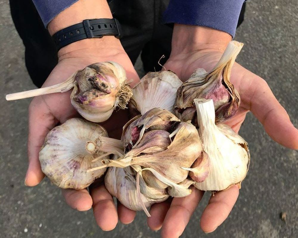 Dried Garlic