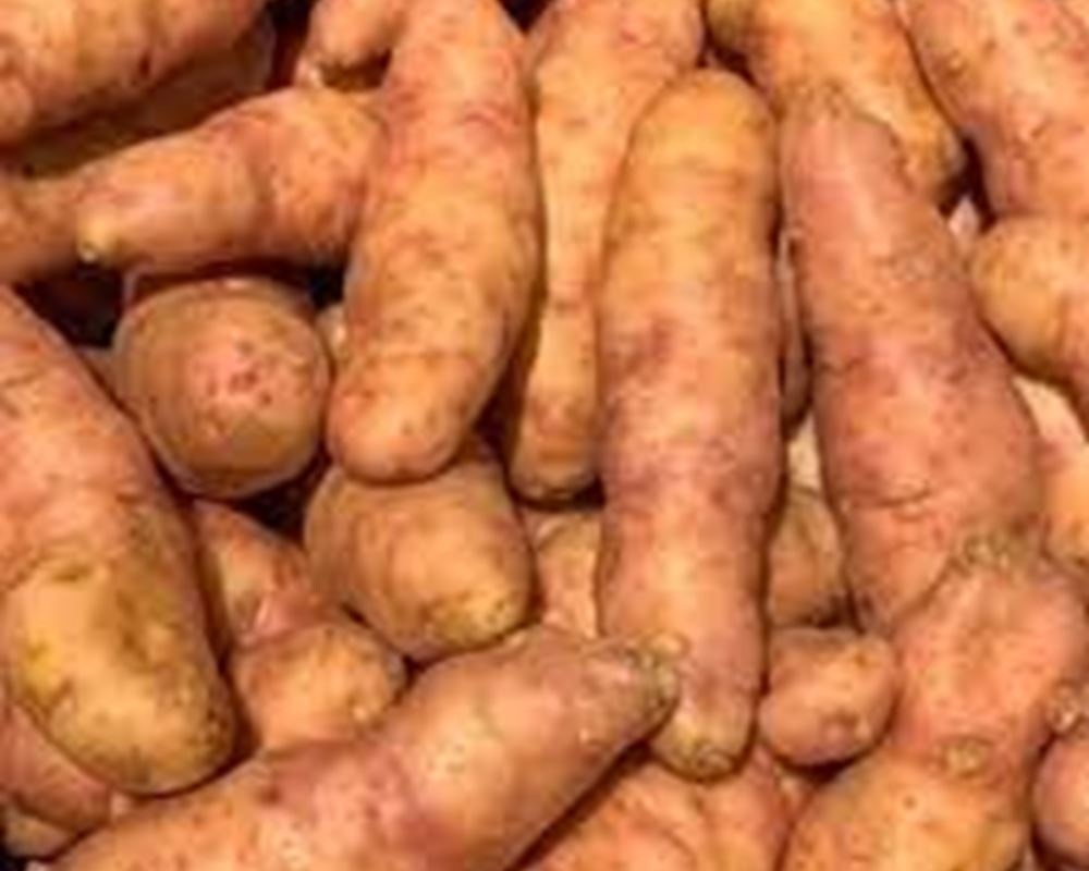 Potatoes Pink Fir Apple - Organic