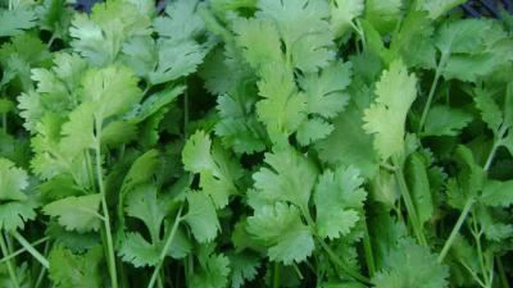 Coriander - 100g