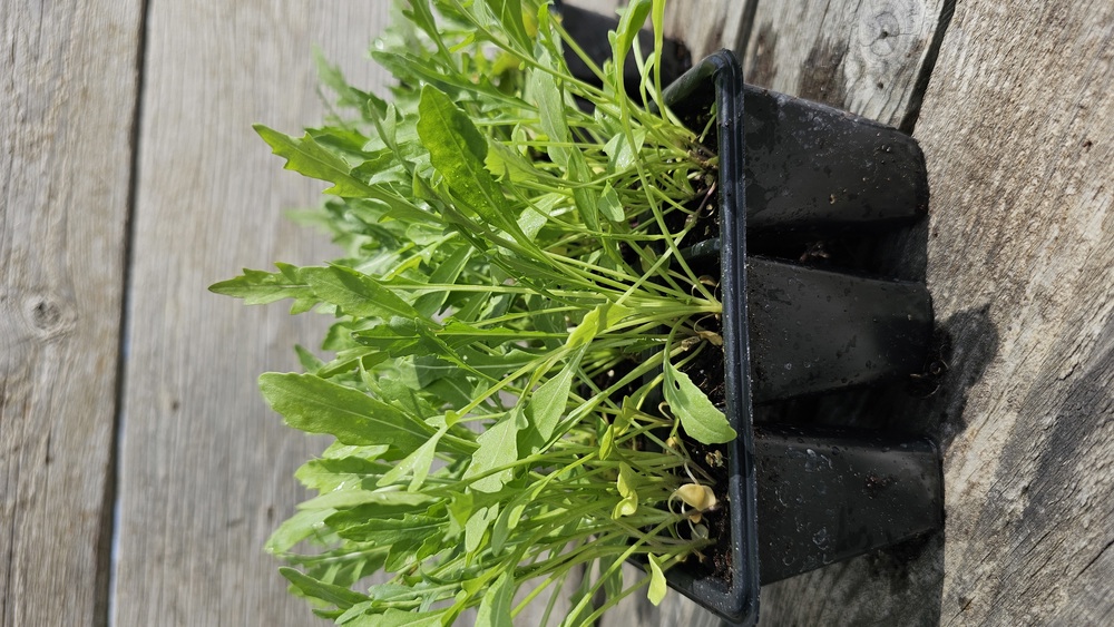 ( Plugs x6) Wild rocket (Own Grown)