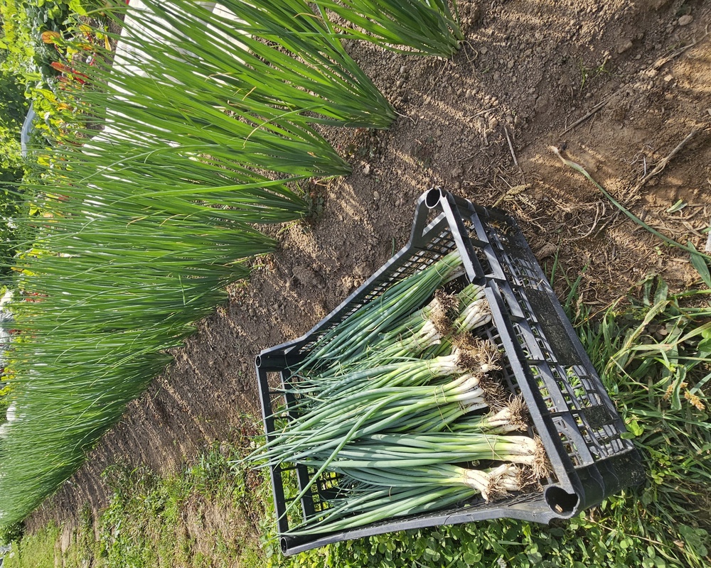 Spring Onion bunch