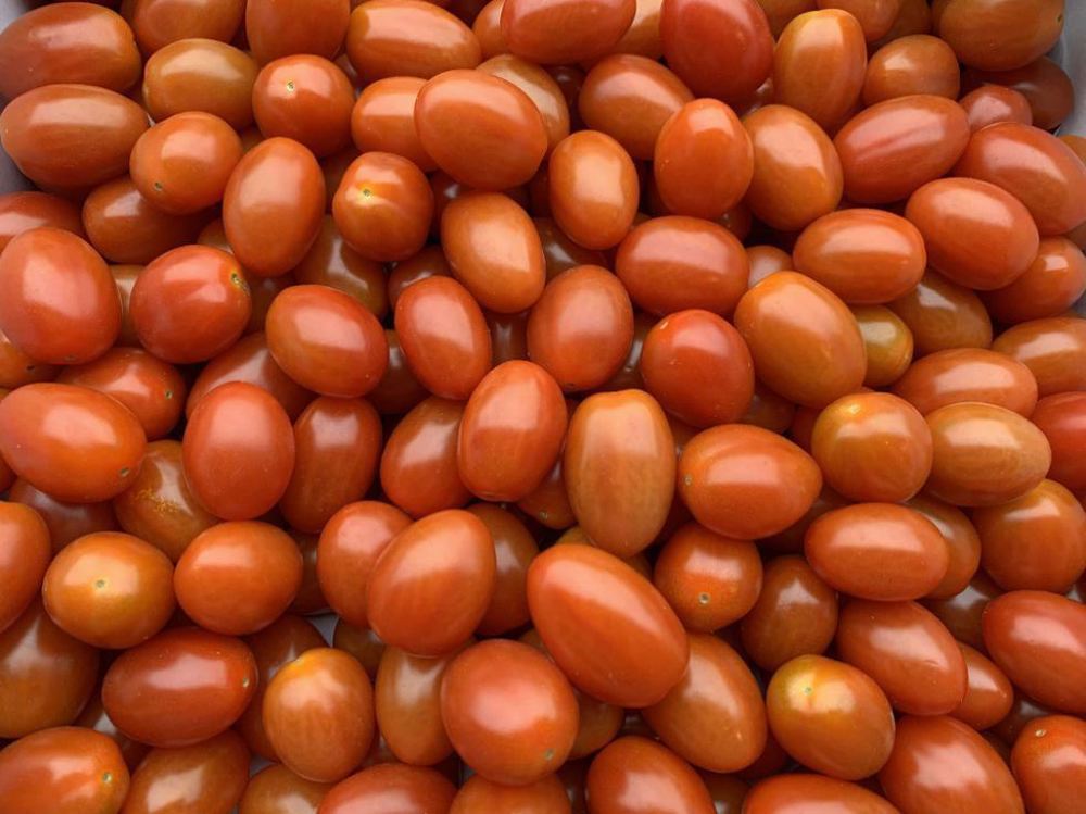 Tomatoes - Mini Plum (Spain)